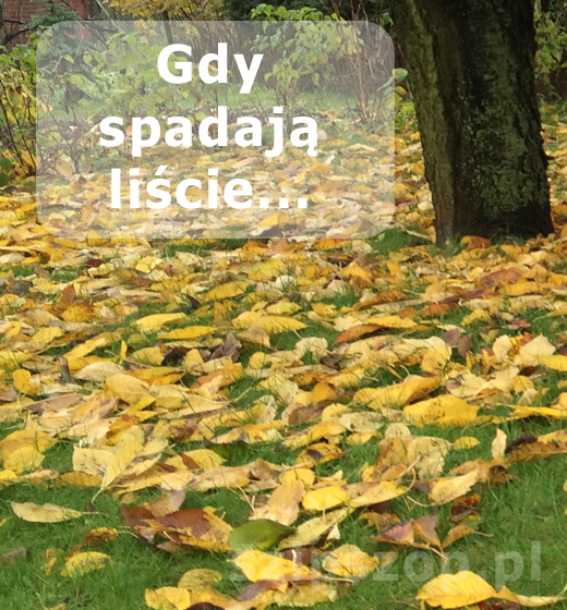 Gdy spadają liście...